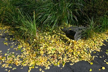 Yellow leaves of Ginkgo (Ginkgo biloba). A dioecious gymnosperm deciduous tree. It is used as a park tree or roadside tree, and its berries are edible and its leaves have medicinal properties.