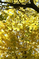Yellow leaves of Ginkgo (Ginkgo biloba). A dioecious gymnosperm deciduous tree. It is used as a park tree or roadside tree, and its berries are edible and its leaves have medicinal properties.