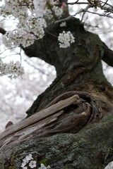 Obraz premium Cherry Blossom 3