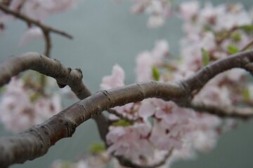 Cherry blossom 2