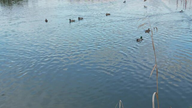 Duck and drake swim in the pond looking for food. Duck pond with water birds. Flock of ducks and flock of drakes swim and rest in the lake