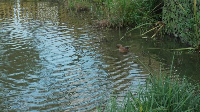 Duck and drake swim in the pond looking for food. Duck pond with water birds. Flock of ducks and flock of drakes swim and rest in the lake