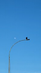 Obraz premium birds in the sky