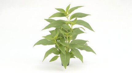 Fototapeta premium An elegant shot of a small echinacea sapling, fresh green foliage, isolated against a bright white background,