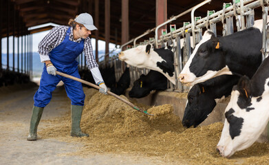 Adult male farmer uses pitchfork to feed cows on dairy farm