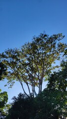 trees and sky