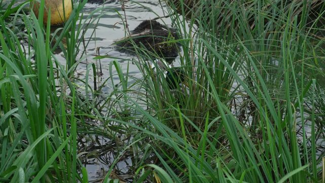 Duck and drake swim in the pond looking for food. Duck pond with water birds. Flock of ducks and flock of drakes swim and rest in the lake