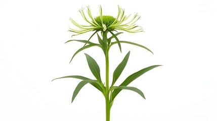 Fototapeta premium An isolated image of a young echinacea sapling, vibrant green tones, clean and sharp white background
