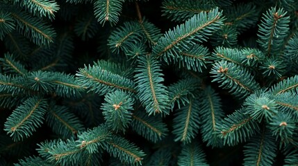 Fototapeta premium Close-up view of a Christmas tree background