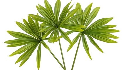 Fototapeta premium An isolated image of a young echinacea sapling, vibrant green tones, clean and sharp white background