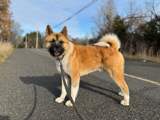 Purebred American Akita dog alert and focused in prey drive mode.