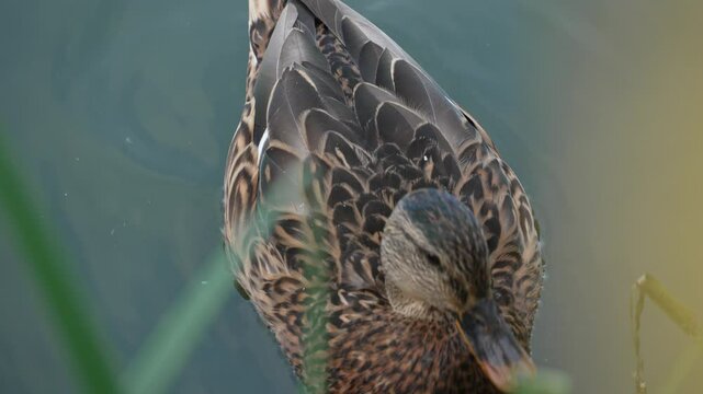 Duck and drake swim in the pond looking for food. Duck pond with water birds. Flock of ducks and flock of drakes swim and rest in the lake