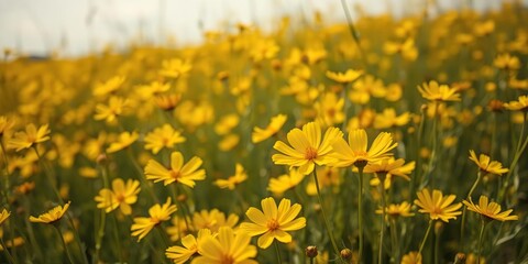 Obraz premium Field of golden cosmos flowers with a slight breeze, causing the delicate petals to sway gently, floral arrangement, sunny day