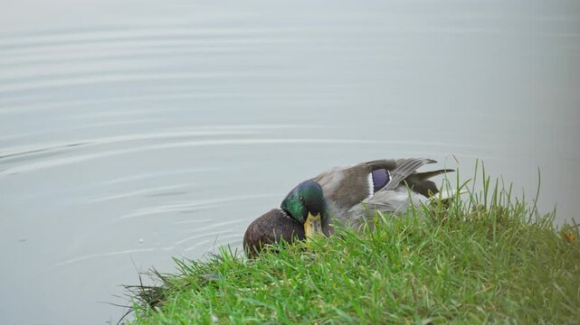 Duck and drake swim in the pond looking for food. Duck pond with water birds. Flock of ducks and flock of drakes swim and rest in the lake