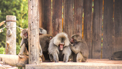 japanese macaque in the zoo