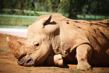 Obraz premium white rhino in zoo
