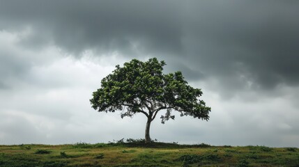 Obraz premium Solitary Tree Under Stormy Sky