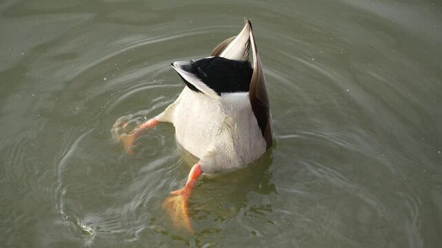 Drake diving in the pond and shake it butt. Duck pond with water birds. Flock of ducks and flock of drakes swim and rest in the lake