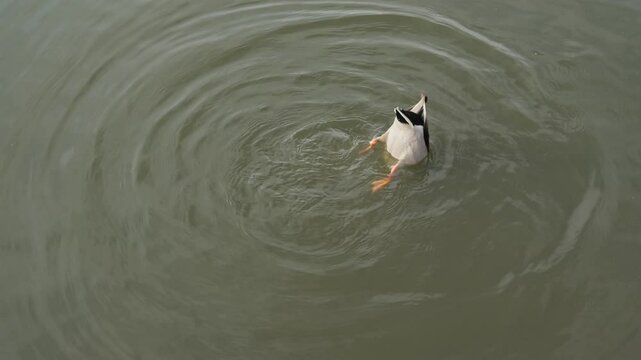 Drake diving in the pond and shake it butt. Duck pond with water birds. Flock of ducks and flock of drakes swim and rest in the lake