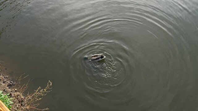 Drake diving in the pond and shake it butt. Duck pond with water birds. Flock of ducks and flock of drakes swim and rest in the lake