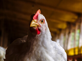 Live chickens for meat production feed on poultry farm in Santa Catarina state, south reguion of Brazil