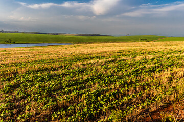 Green soy plant leaves in the cultivated field, with water lake for irrigation background, in Brazil