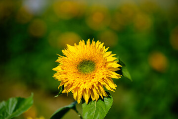 Sunflower Field in Bloom Under a Partly Cloudy Sky