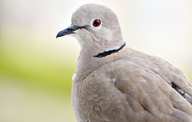 Dove head, portrait of eurasian collared dove, closeup, isolated