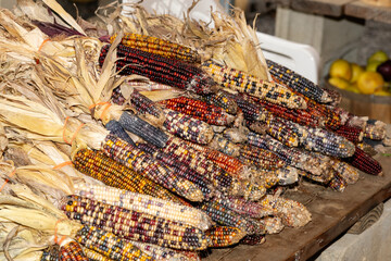 Colorful Varieties of Dried Corn at a Local Market in Autumn