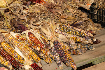 Colorful Varieties of Dried Corn at a Local Market in Autumn