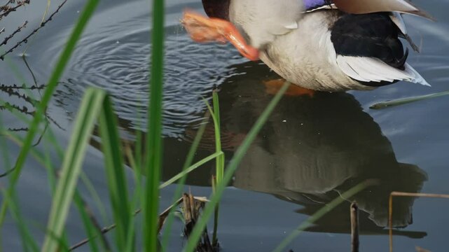 Mallard or drake scratches its feather with its beak in a pond in the reeds. Duck pond with water birds. Flock of ducks and flock of drakes swim and rest in the lake