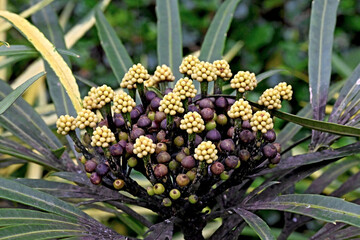 Osmoxylon lineare, commonly called miagos bush or green aralia, is an evergreen shrub, this one seen at Tagaytay Philippines_20241021_DSC_1566,