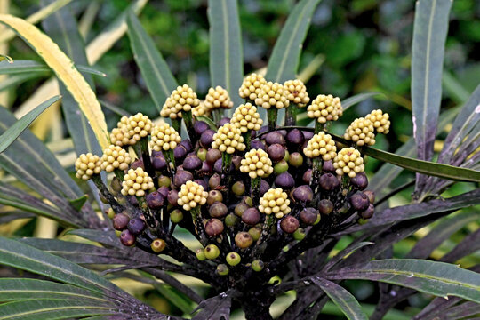 Osmoxylon lineare, commonly called miagos bush or green aralia, is an evergreen shrub, this one seen at Tagaytay Philippines_20241021_DSC_1566,