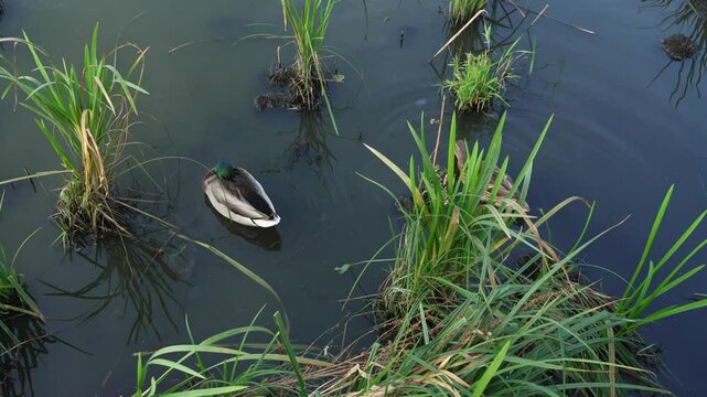 Duck and drake swim in the pond looking for food. Duck pond with water birds. Flock of ducks and flock of drakes swim and rest in the lake