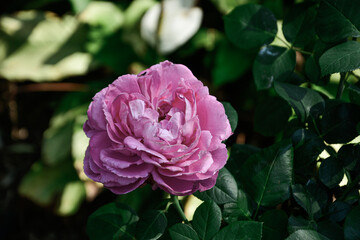 Rose Bud Open Focus Blurred Green Leaves