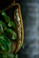 Open seed pods of Ipê tree still attached to branch, showing seeds inside. Natural setting, showcasing brown pods and green foliage in a close-up shot..