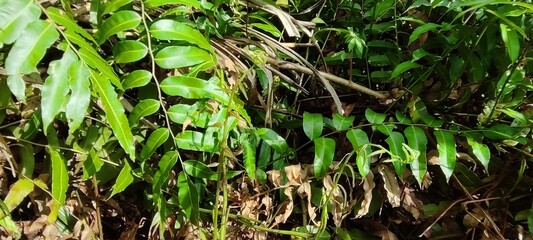 fern in peat soil