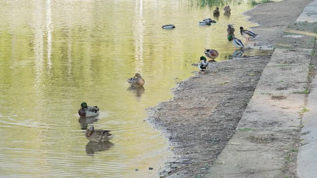 Duck and drake rests on the shore of a pond and cleans its feathers. Duck pond with water birds. Flock of ducks and flock of drakes swim and rest in the lake