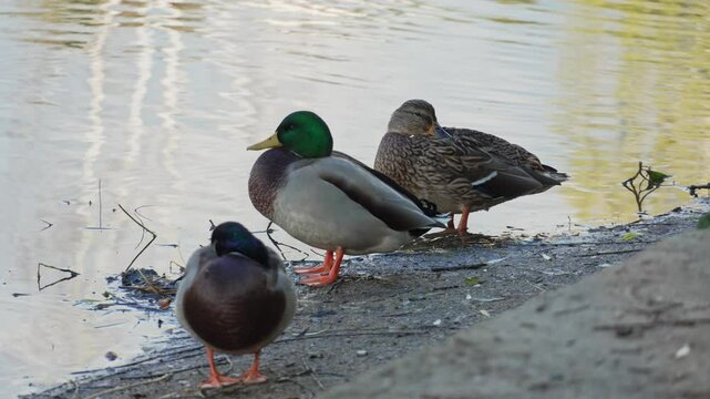 Duck and drake rests on the shore of a pond and cleans its feathers. Duck pond with water birds. Flock of ducks and flock of drakes swim and rest in the lake