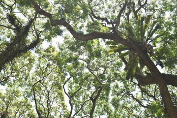 Frog eye view of old Samanea saman trees with moss and fern, a species of flowering tree in the pea family, Fabaceae, also known as saman, rain tree and monkeypod.