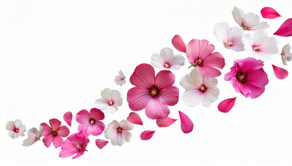 Fototapeta premium Fondo de orquídeas rosadas con flores rosadas