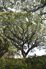 Fototapeta premium Samanea saman tree in the forest, a species of flowering tree in the pea family, Fabaceae, also known as saman, rain tree and monkeypod.