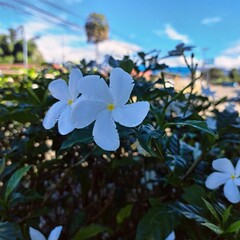 A vibrant bush with white flowers set against a warm blue sky, capturing the essence of summer's golden hues and the beauty of nature