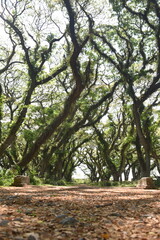A pathway like a tunnel with old mossy Samanea saman trees, a species of flowering tree in the pea family, Fabaceae, also known as saman, rain tree and monkeypod.