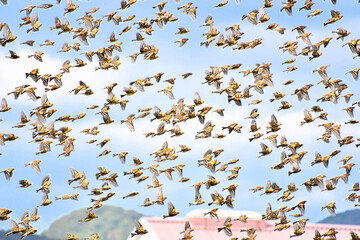 飛翔する野鳥の群れ