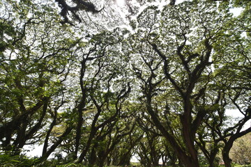 A cluster of old and mossy Samanea saman trees, a species of flowering tree in the pea family, Fabaceae, also known as saman, rain tree and monkeypod.