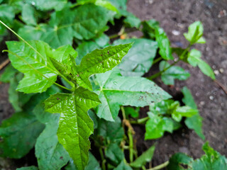 Wild grass plants that grow easily in the yard, close up shot.