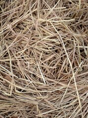 dry grass for texture and background, dry straw