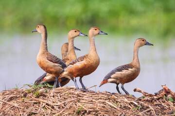 Obraz premium Lesser Whistling-ducks on the ground