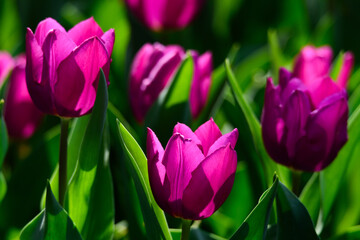 春のチューリップの花
